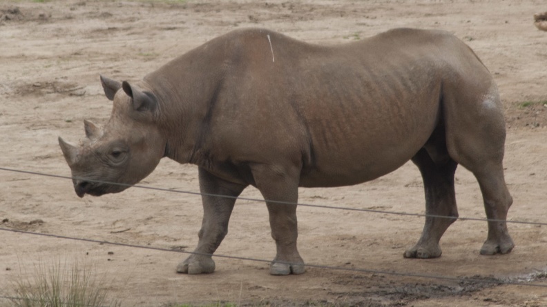 321-0859 Safari Park - Rhino.jpg